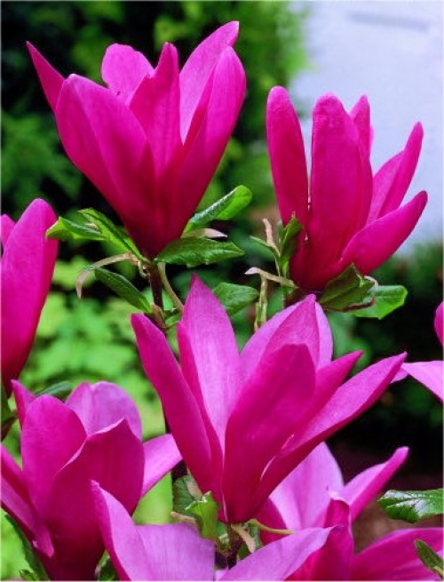 Магнолия (Magnolia Liliiflora Susan)