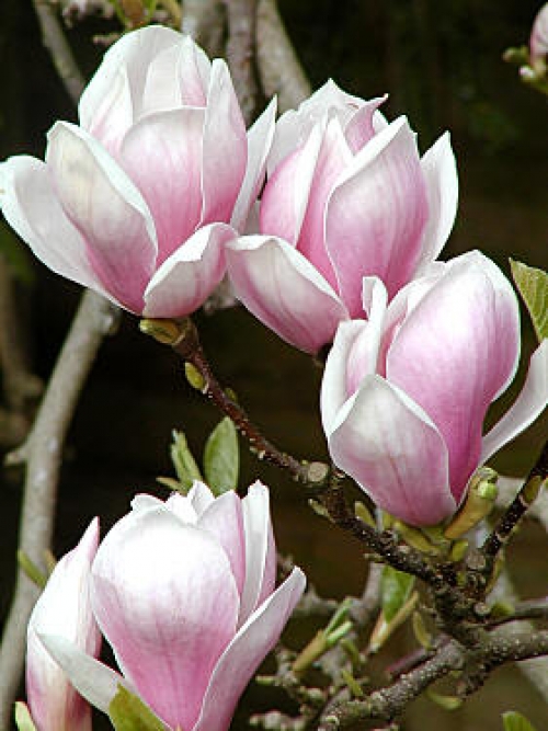 Магнолия, листопадна (Magnolia Soulangeana)