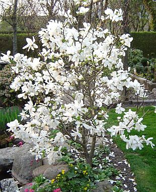 Магнолия, бяла (Magnolia loebneri Merrill)