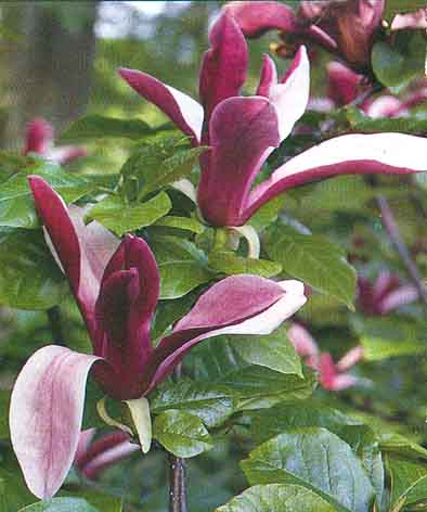 Магнолия Лилифлора Нигра (Magnolia liliiflora Nigra)
