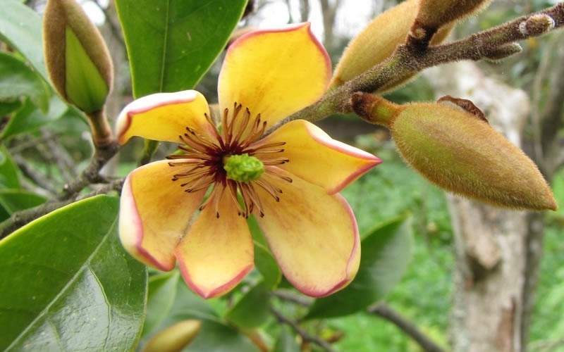 Магнолия  Фиго вечнозелена (Magnolia figo)