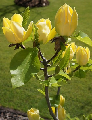 Магнолия Жълта (magnolia yellow bird)