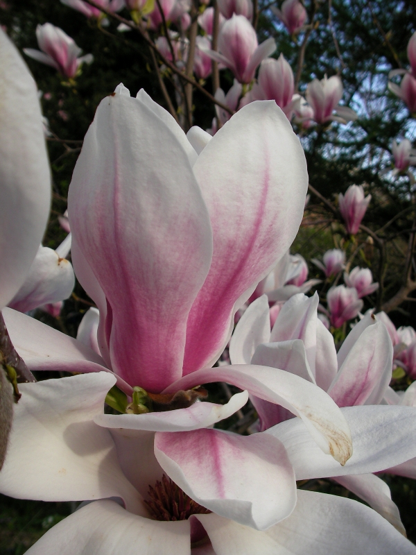 Магнолия, листопадна (Magnolia Soulangeana)