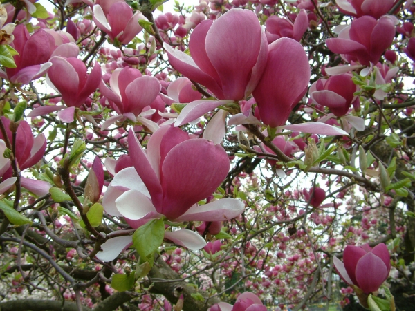 Магнолия, листопадна (magnolia soulangeana rustica rubra)