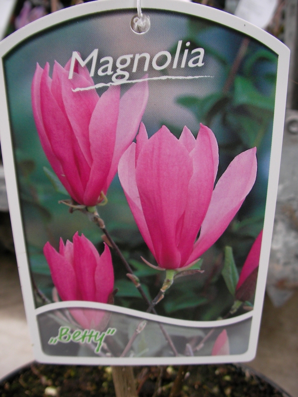 Магнолия (Magnolia Betty)