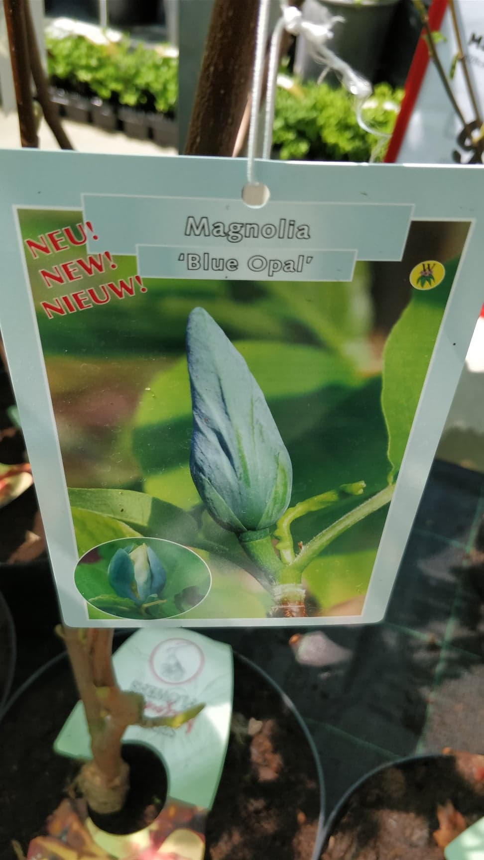 Магнолия (Magnolia Blue Opal)