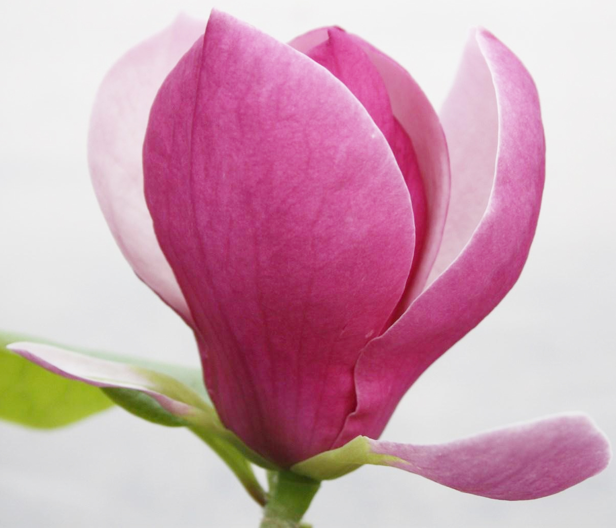 Магнолия (Magnolia Lennei)