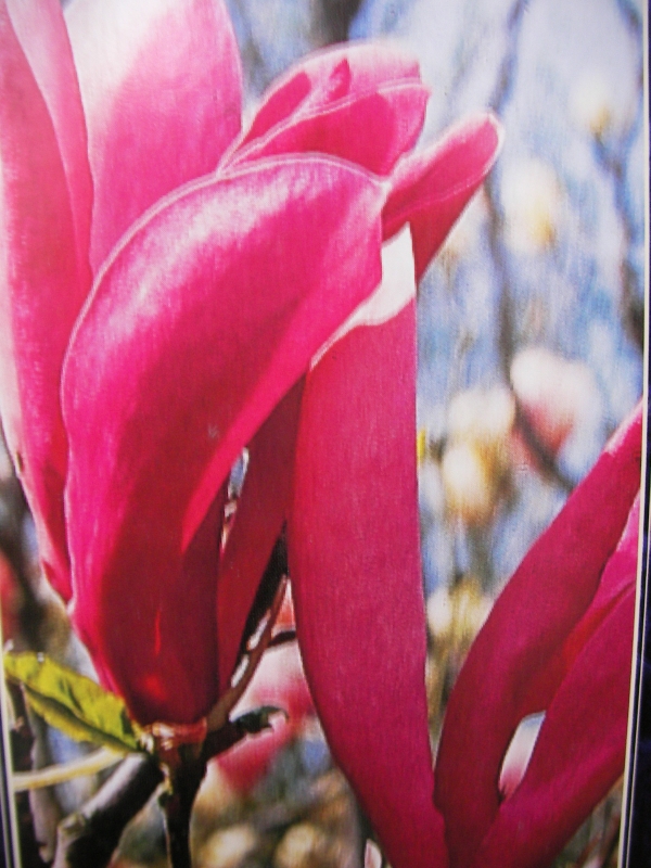 Магнолия Сюзан (Magnolia Susan)