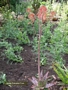 Алое сапонария (Aloe saponaria)