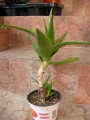 Алое (Aloe delaeti)