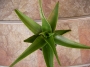 Алое (Aloe delaeti)