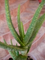 Алое вера (Aloe vera)