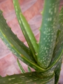 Алое вера (Aloe vera)