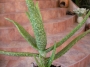Алое вера (Aloe vera)