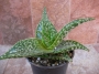 Алое (Aloe deltoideodonta var. candicans)
