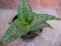 Алое (Aloe deltoideodonta var. candicans)