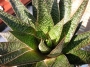 Гастералое (Gasteraloe)