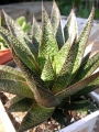 Гастералое (Gasteraloe)