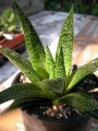 Гастералое (Gasteraloe)