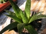 Гастералое (Gasteraloe)