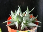 Алое (Aloe descoingsii, dwarf, blue)