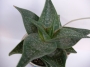 Алое (Aloe)