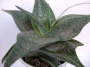 Алое (Aloe)