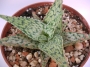 Алое (Aloe)
