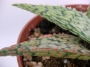 Алое (Aloe)