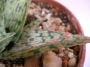 Алое (Aloe)