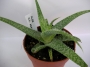 Алое (Aloe c.v. agal)