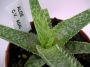 Алое (Aloe c.v. agal)