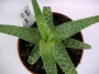Алое (Aloe c.v. agal)