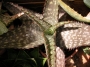 Алое (Aloe)