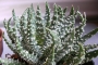 Алое (Aloe Humilis superb select white textured form)