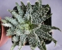 Алое (Aloe Humilis superb select white textured form)