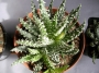 Алое (Aloe Humilis superb select white textured form)