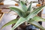 Алое (Aloe)