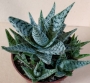 Алое (Aloe)