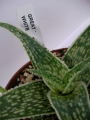 Алое (Aloe GREAT WHITE)