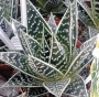 Алое (Aloe aristata Tiki Tahi)