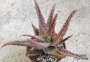 Алое (Aloe bright star hybrid)