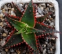 Алое (Aloe Christmas Sleigh)