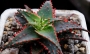Алое (Aloe Christmas Sleigh)