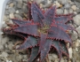 Алое (Aloe Christmas Sleigh)