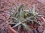 Алое (Aloe descoingsii, dwarf, blue)