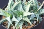 Алое (Aloe descoingsii, dwarf, blue)