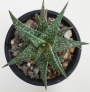 Алое (Aloe descoingsii, dwarf, blue)