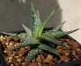 Алое (Aloe descoingsii, dwarf, blue)