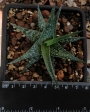 Алое (Aloe descoingsii, dwarf, blue)